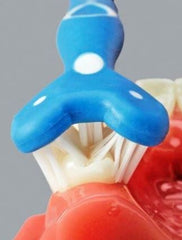 Close up of the surround toothbrush set of three brushes on a tooth